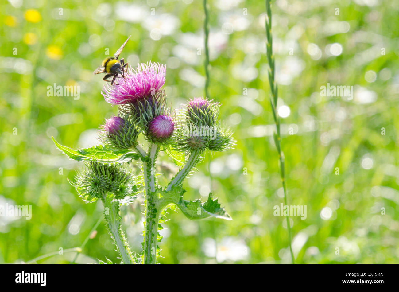 Welted thistle (Carduus crispus) on a meadow Stock Photo