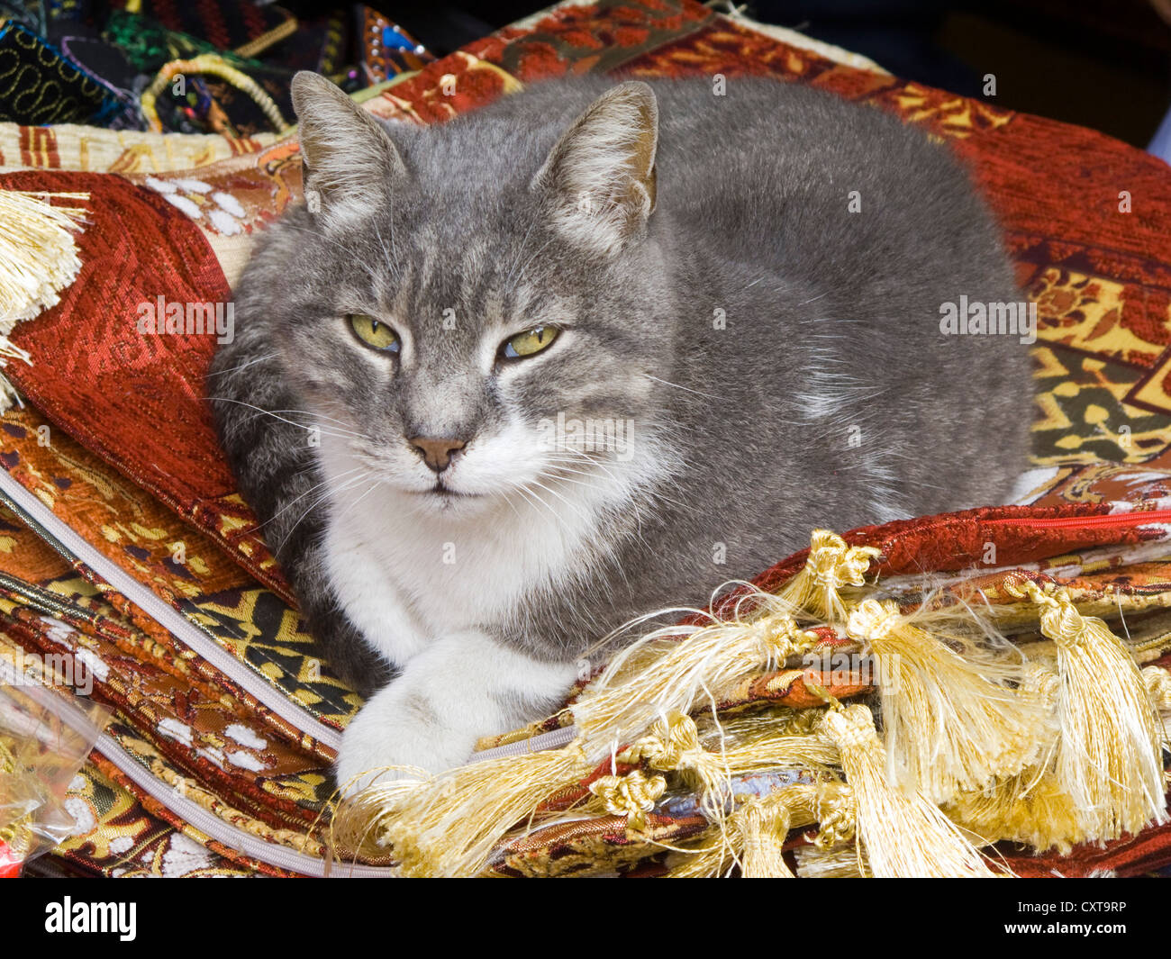 Türkei, Istanbul, Katze bei einem Teppichhändler im Grossen Basar. Stock Photo