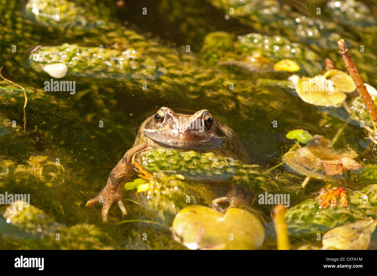Common Frog in pond weed Stock Photo Alamy