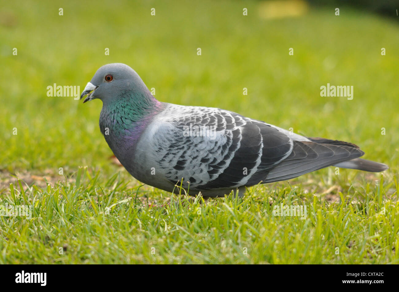 Feral Pigeon eating seed Stock Photo Alamy
