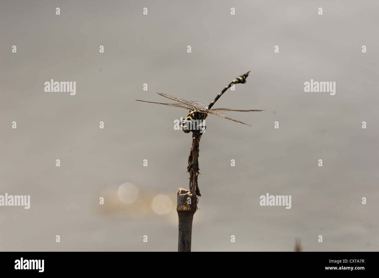 Dragonfly watching over emerging young,Queensland, Australia Stock Photo