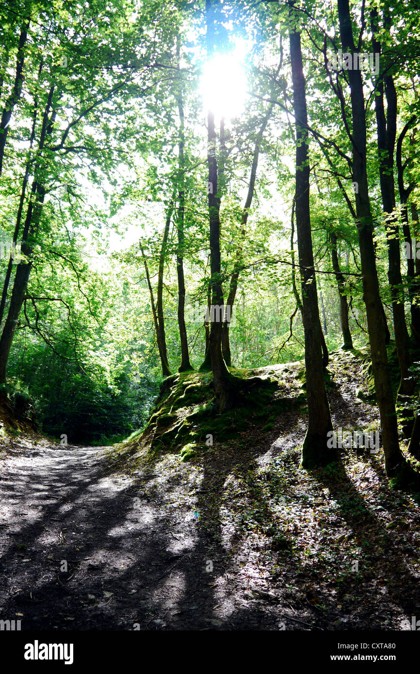 light in the forest Stock Photo Alamy