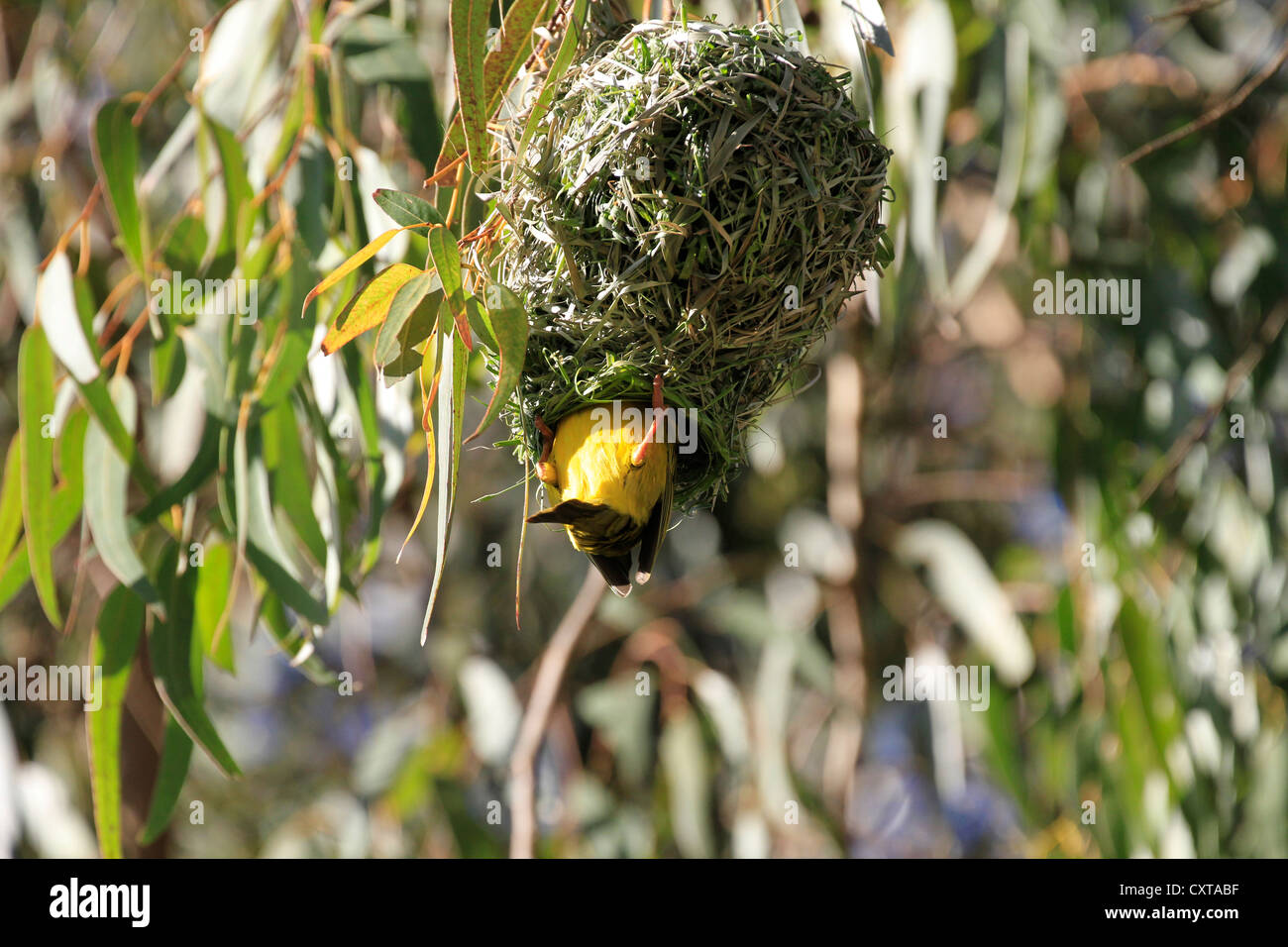 A male Cape Weaver (Ploceus capensis) trying to attract a female to his newly built nest. Stock Photo