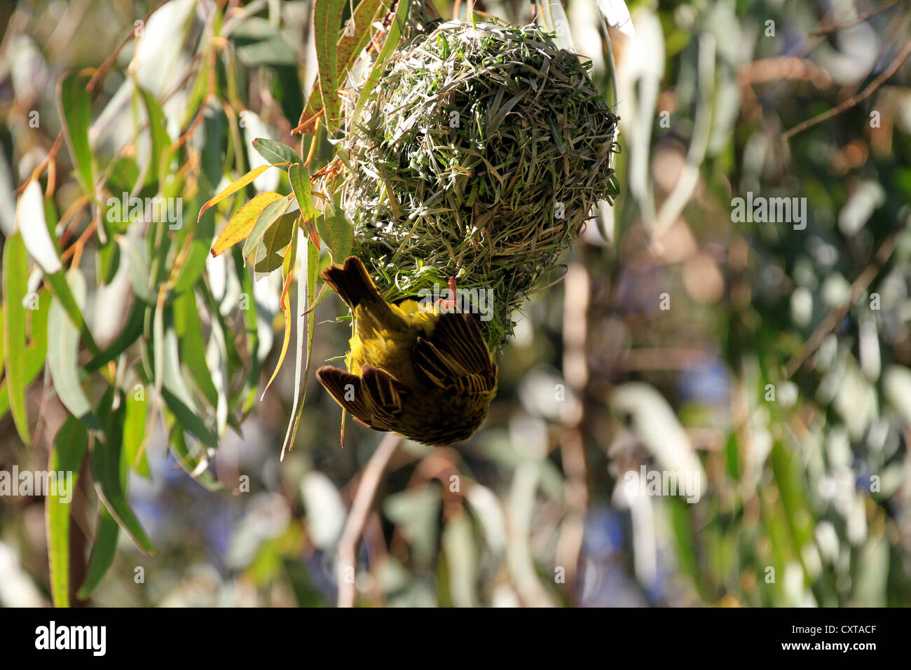 A male Cape Weaver (Ploceus capensis) trying to attract a female to his newly built nest. Stock Photo