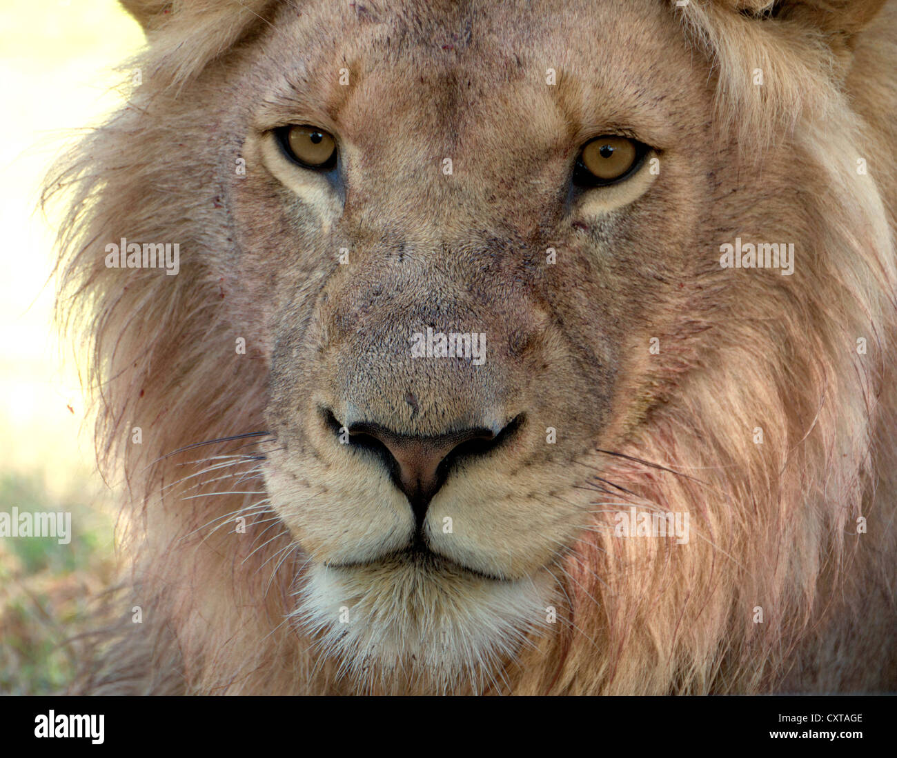 lion close up Stock Photo
