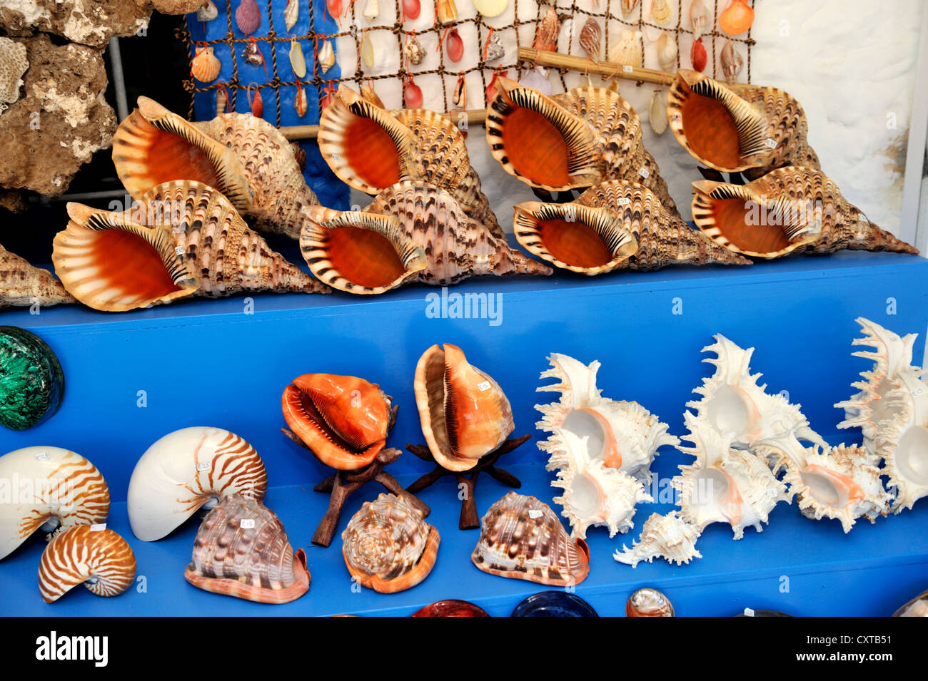 Sea shells on display for sale, Kos island, Greece Stock Photo