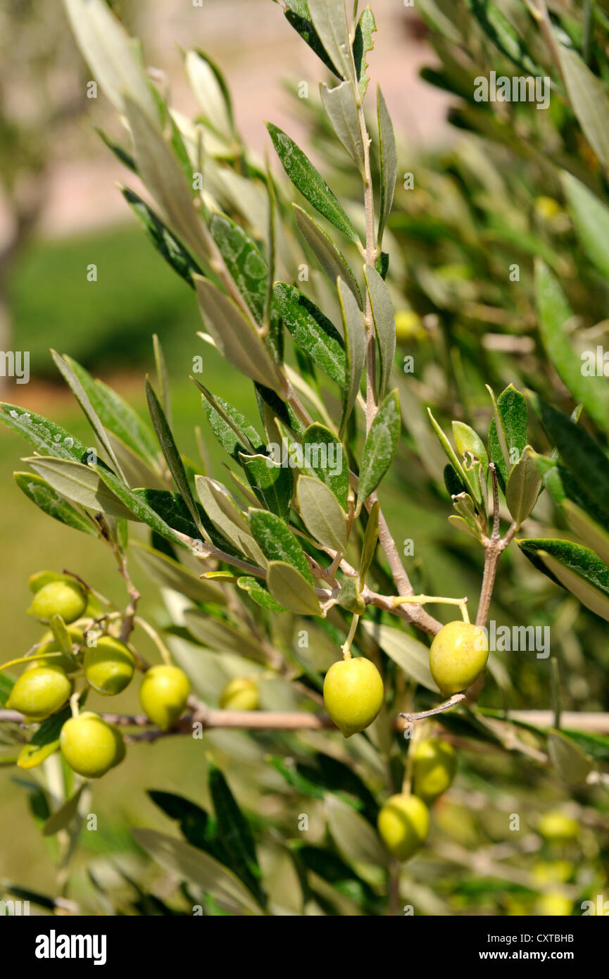 Growing olive tree hires stock photography and images Alamy