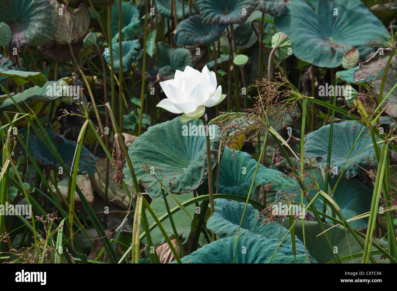 White Lotus in the River Stock Photo Alamy