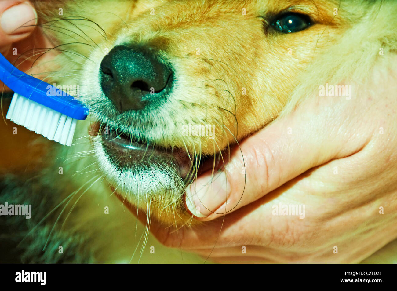 brushing a young collie dog the teeth Stock Photo Alamy