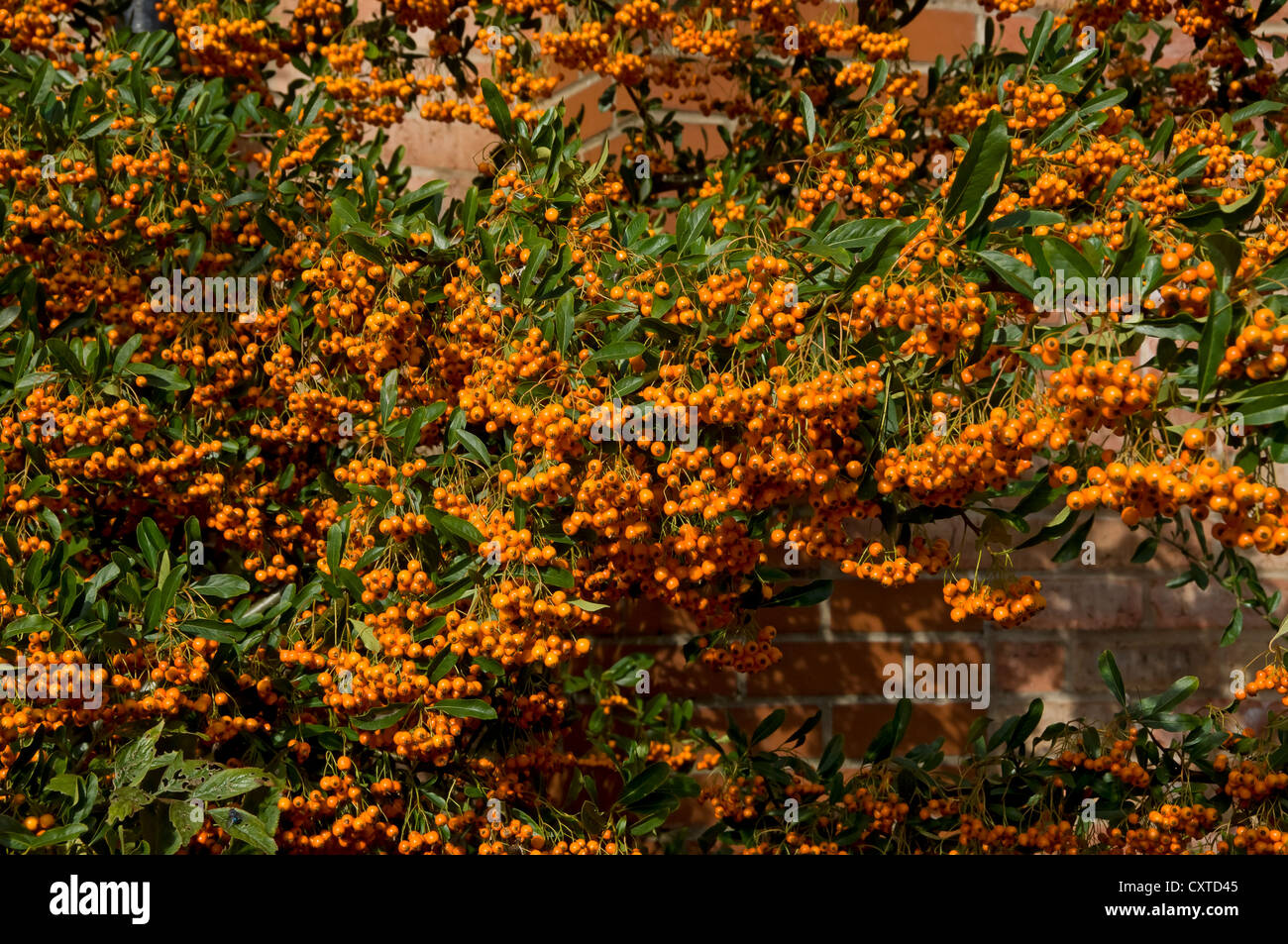 Close up of orange pyracantha berries climbing plant in autumn England UK United Kingdom GB Great Britain Stock Photo
