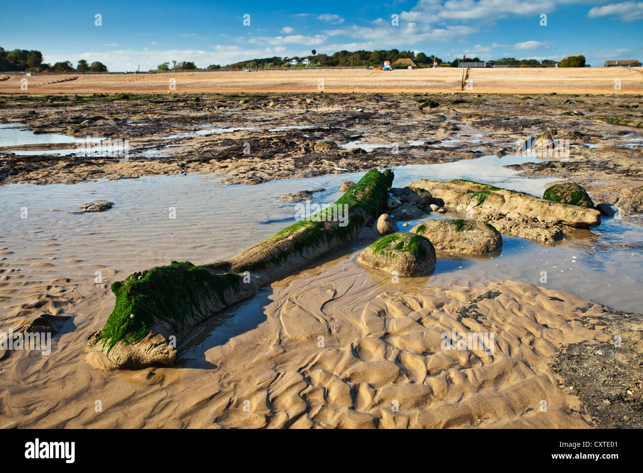 are dogs allowed on pett level beach