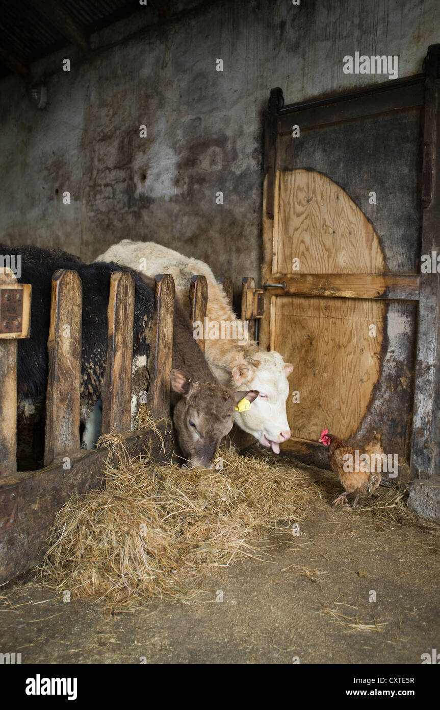dh Cattle eating barn pen BEEF UK Young cows feeding on silage hay freerange hen indoor uk farming winter farm animals scotland cow shed Stock Photo