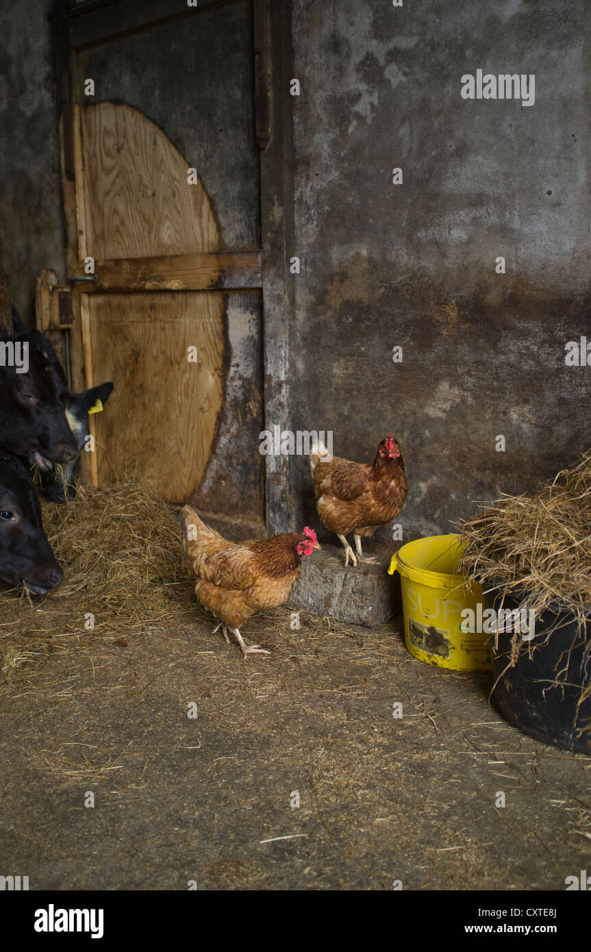 dh  BEEF UK Free range hens in cow barn chickens britain Stock Photo