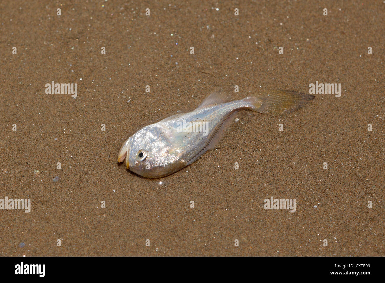 A small fish dead on the beach Stock Photo - Alamy