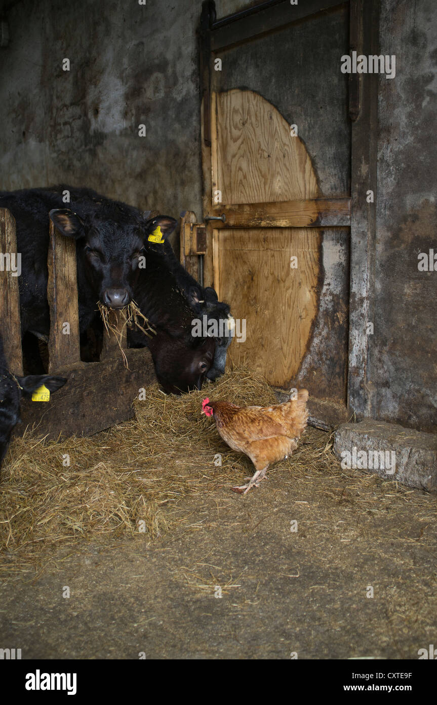 dh  BEEF UK Young cows feeding on hay cattle barn pen free range hen uk hens freerange chicken farm foraging domestic chickens Stock Photo