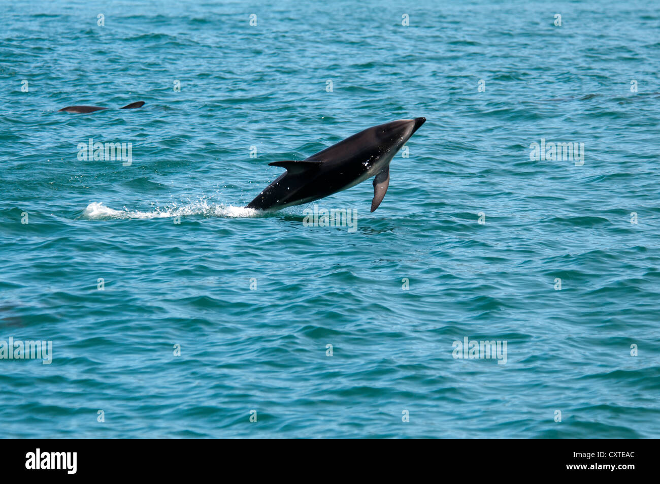 Dusky Dolphin springing in the Pacific Ocean near Kaikoura in New Zealand.  Schwarzdelfine springen bei Kaikoura aus dem Pazifik Stock Photo
