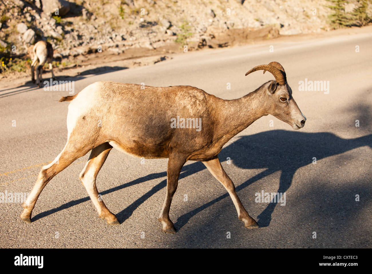 Female Big Horn Sheep (Ovis canadensis) in Jasper National Park, Rocky Mountains, Canada Stock Photo
