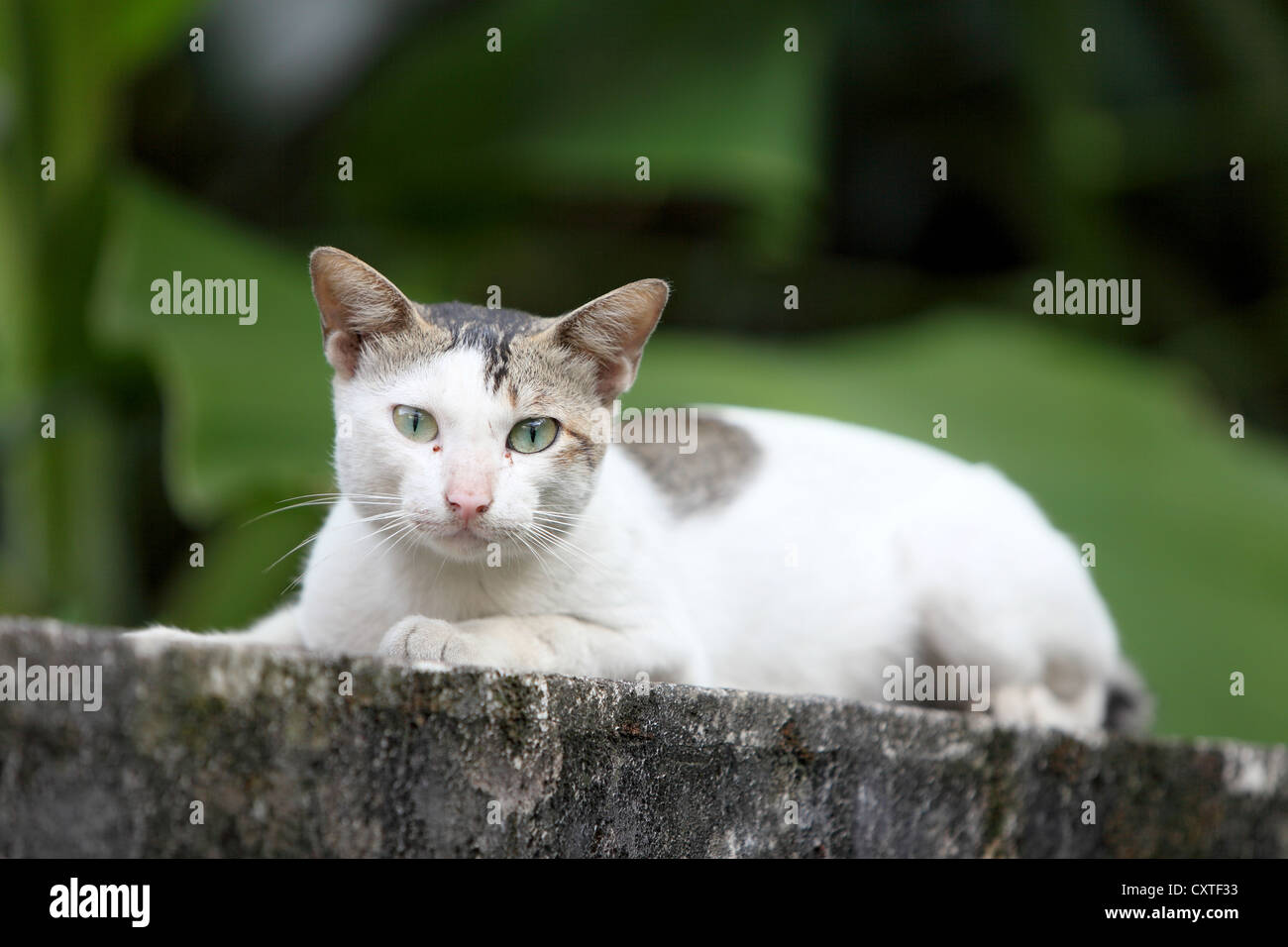 A white Cat on the wall look at camera Stock Photo - Alamy