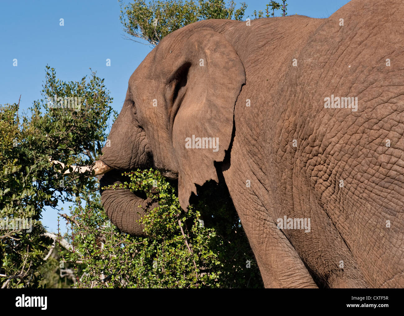 African bush elephant feeding on bush. South Africa Stock Photo - Alamy