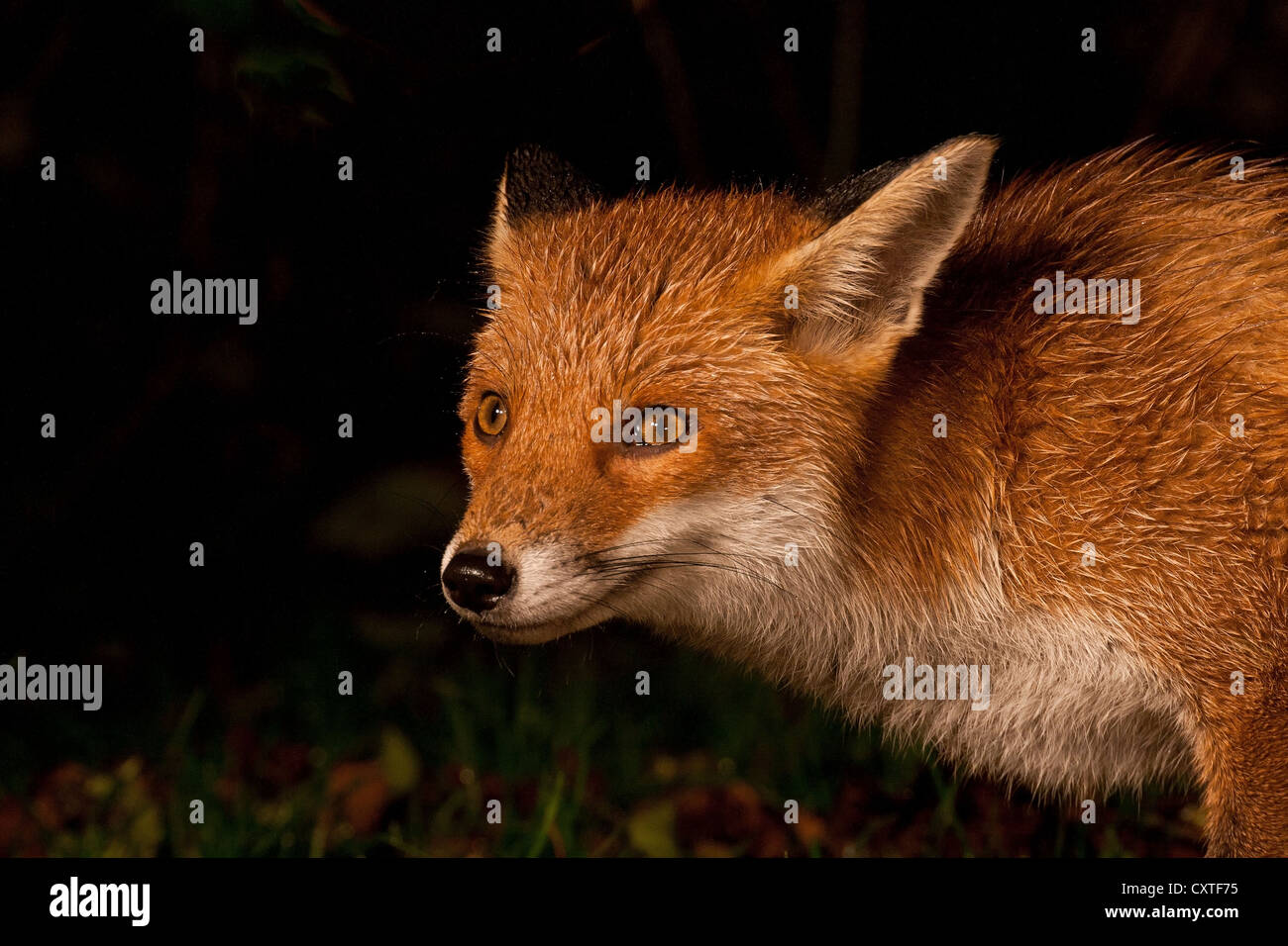 Urban red fox up close ! Stock Photo