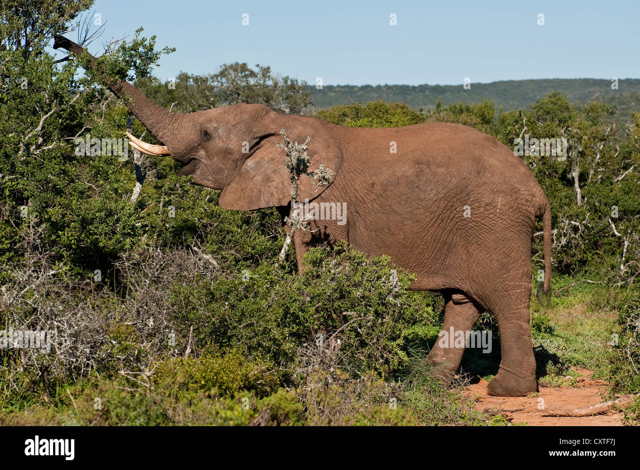 African bush elephant feeding on bush. South Africa Stock Photo - Alamy