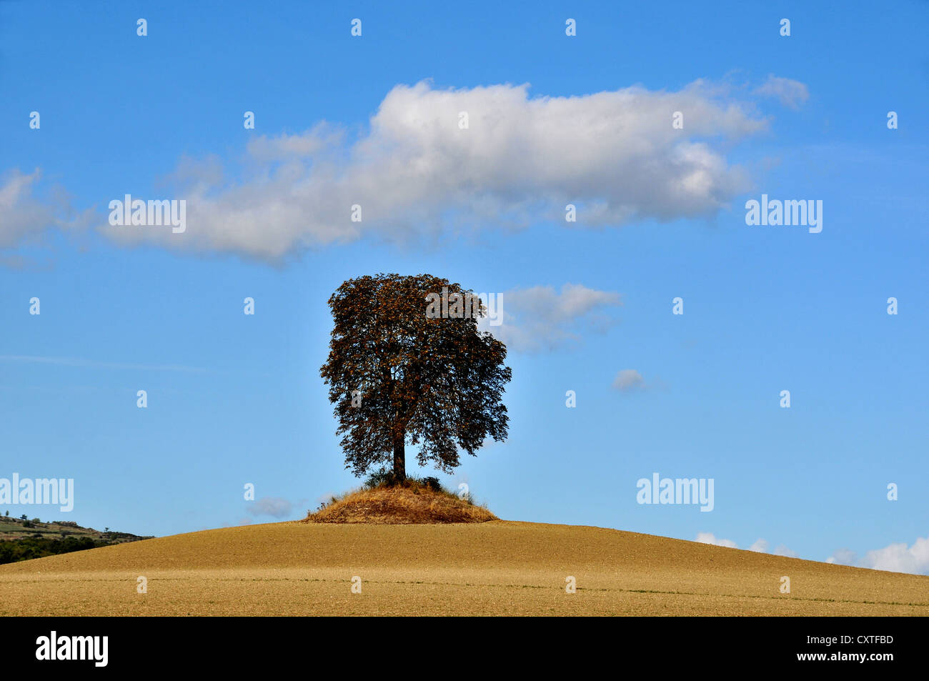tree Auvergne Massif Central France Stock Photo