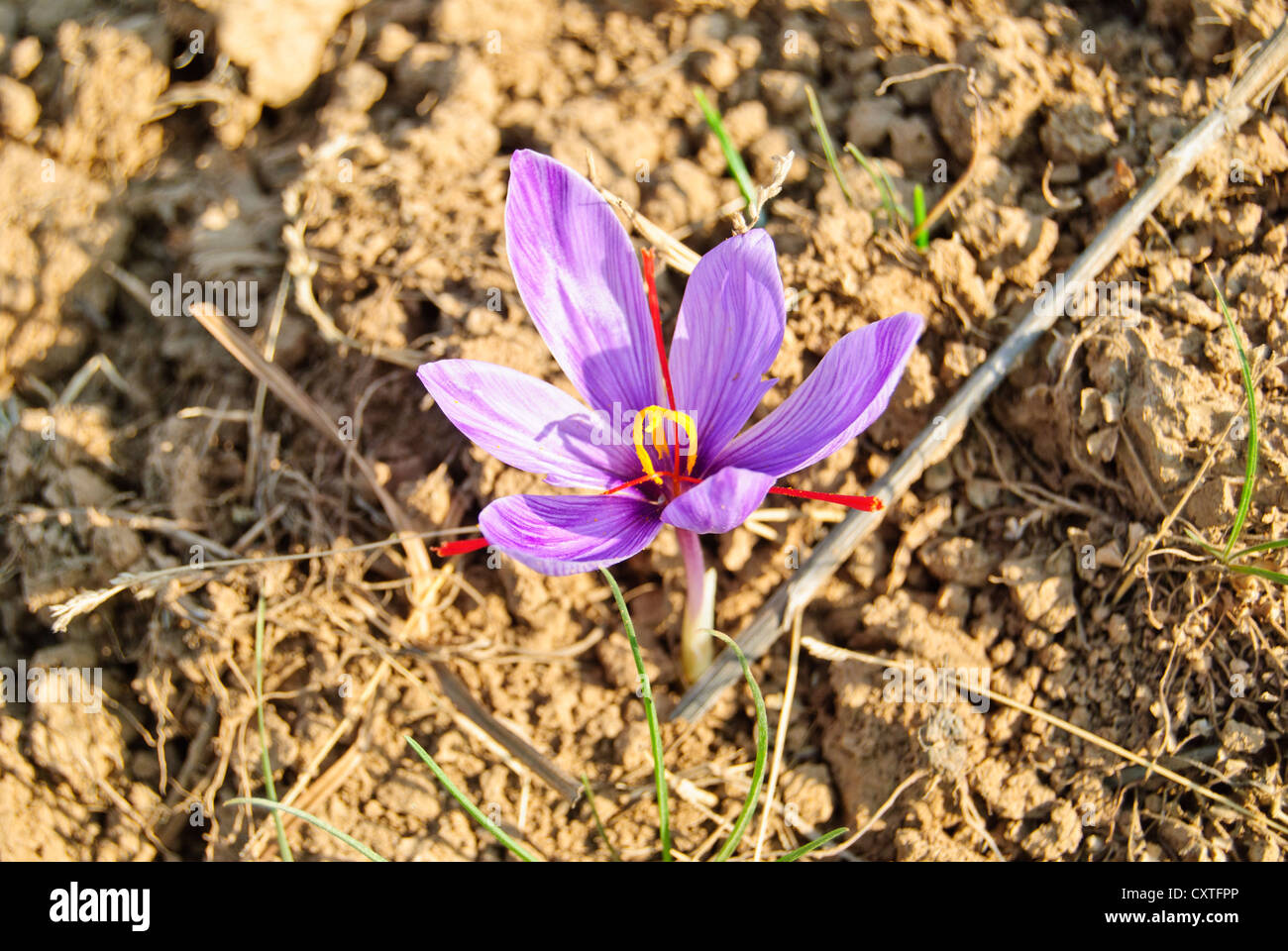 The flower of Crocus sativus, the origin of the most expensive spice, saffron Stock Photo