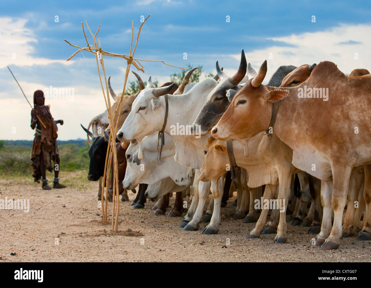 Племя коров. Самобытное племя динка из южного судана. Племя коров. Корова ватусси африканская ватусси. Племя мундари в южном судане.