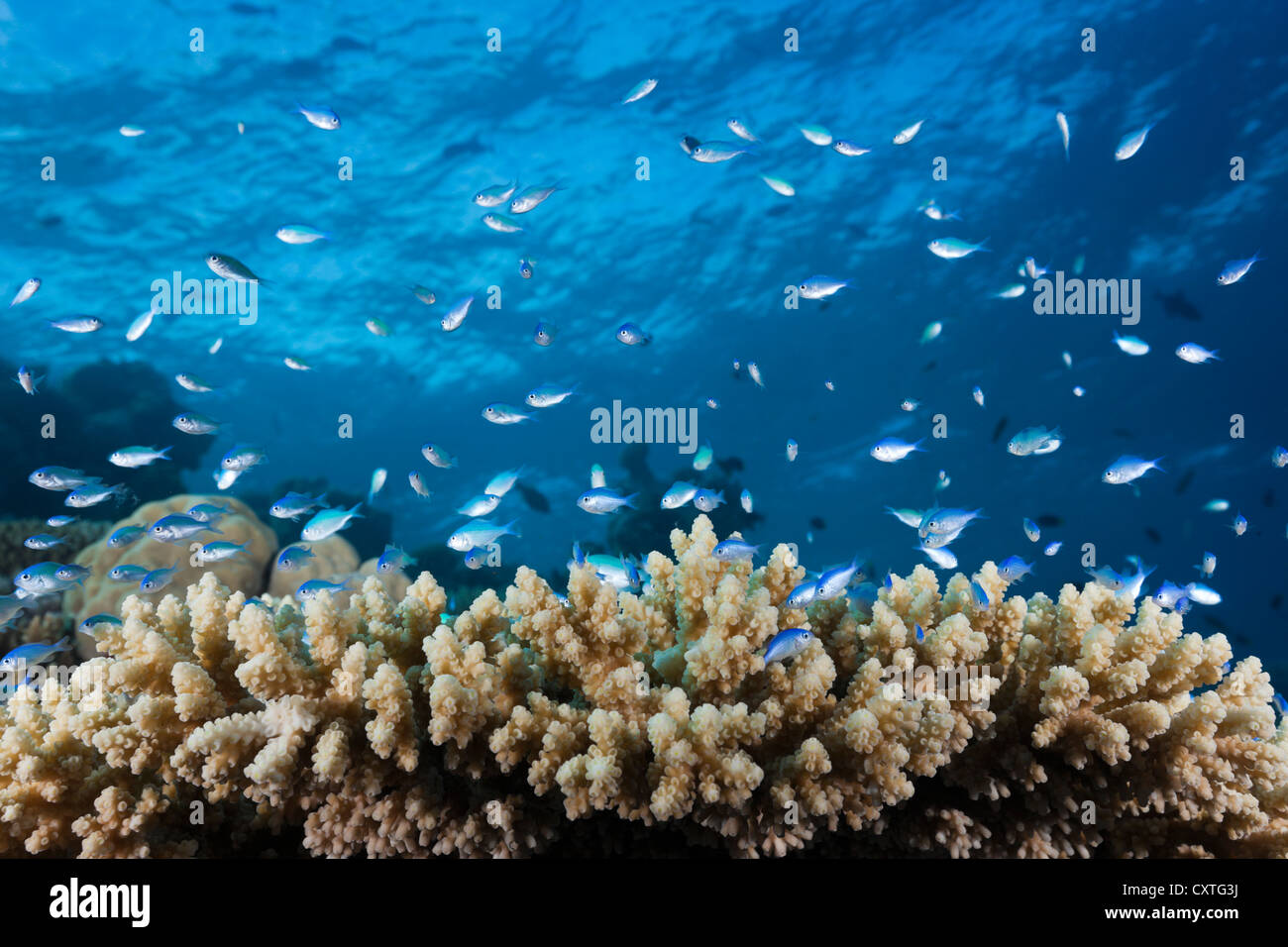 Shoal of Chromis over Reef, Chromis sp., Indian Ocean, Maldives Stock Photo