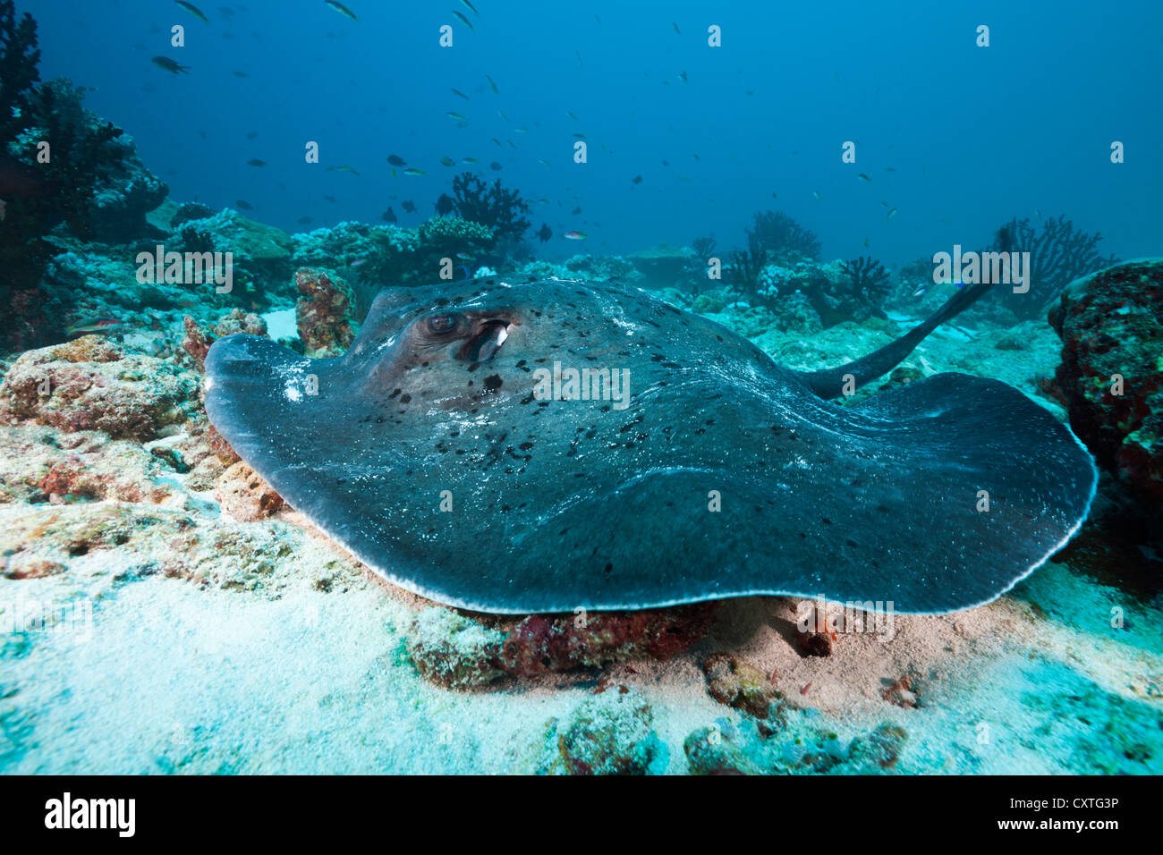 Blackspotted Stingray, Taeniura meyeni, Indian Ocean, Maldives Stock Photo