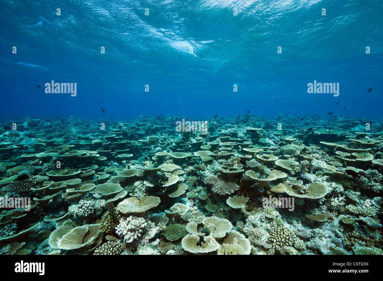 Table Corals growing at Reef, Acropora sp., Felidhu Atoll, Maldives Stock Photo