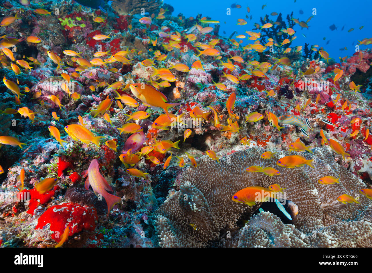 Lyretail Anthias in Coral Reef, Pseudanthias squamipinnis, Felidhu Atoll, Maldives Stock Photo