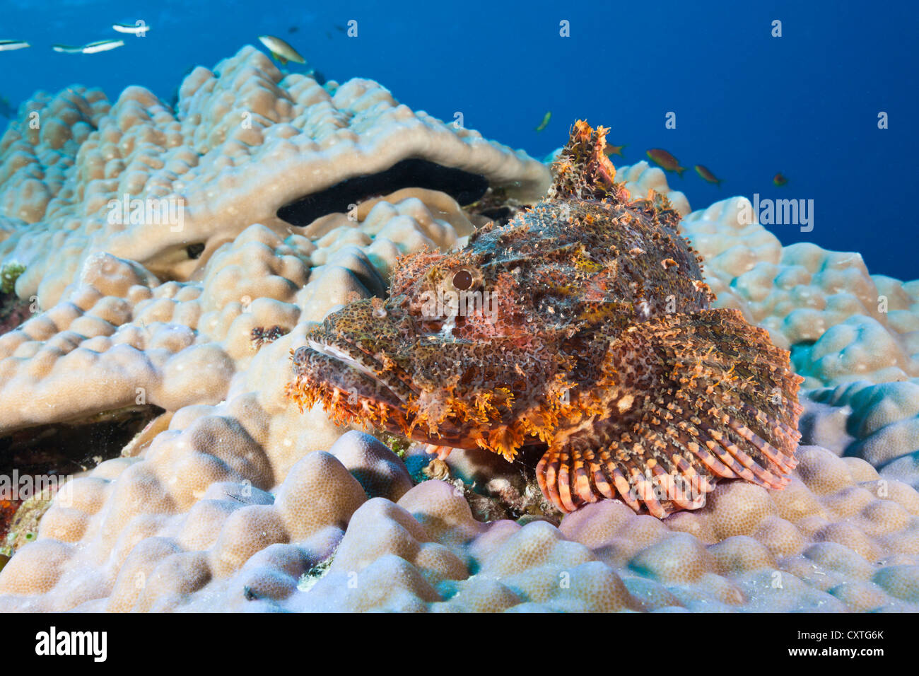 Tassled Scorpionfish, Scorpaenopsis oxycephalus, Felidhu Atoll, Maldives Stock Photo