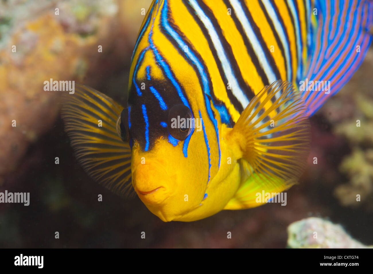 Regal Angelfish, Pygoplites diacanthus, Thaa Atoll, Maldives Stock Photo