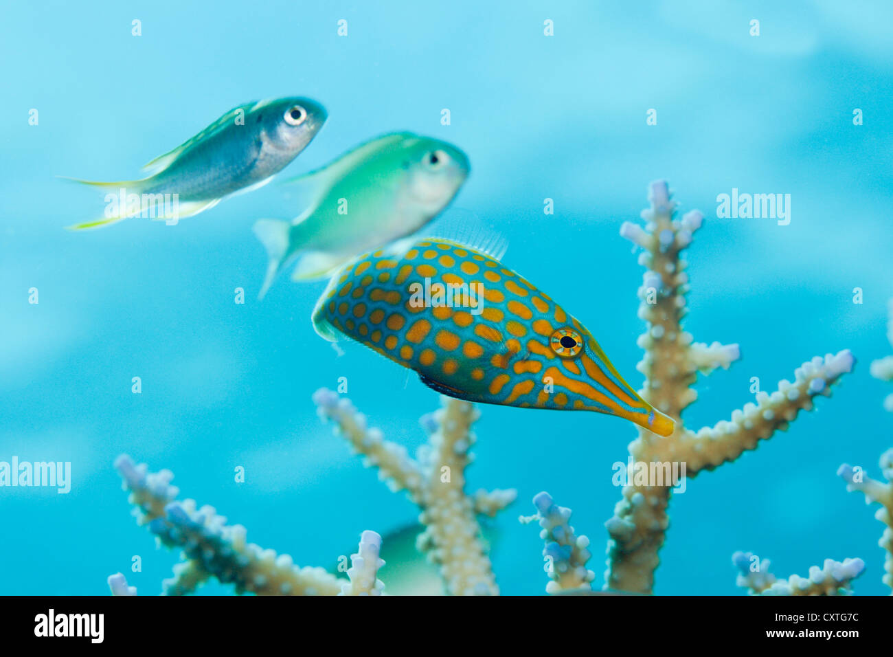 Longnose Filefish, Oxymonacanthus longirostris, Thaa Atoll, Maldives Stock Photo