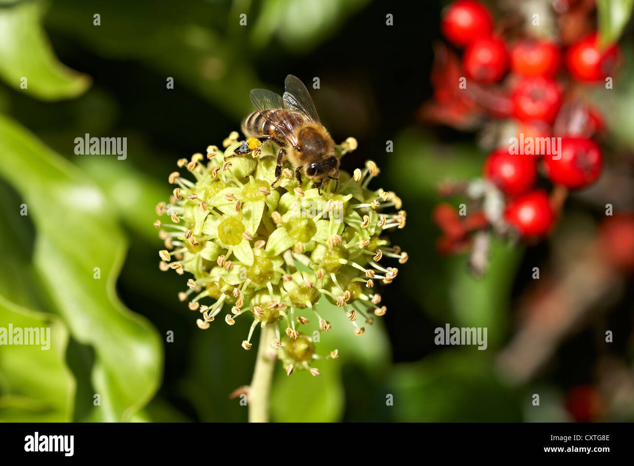 Worker Honey Bee Apis Mellifera foraging for Pollen and Nectar from flower of English Ivy Hedera Helix. Yellow Pollen grains on Stock Photo