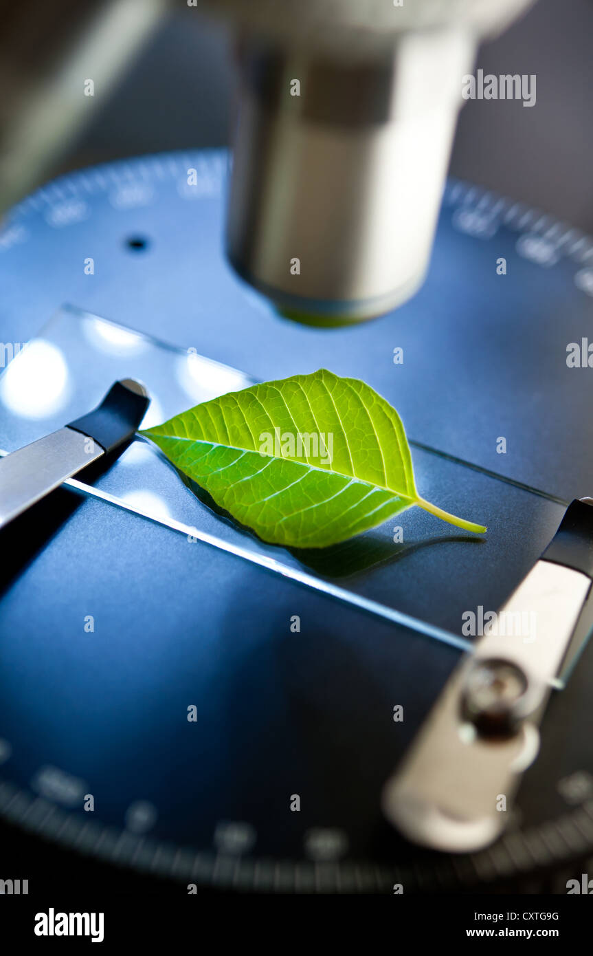 Observation Of A Green Leaf With A Microscope Stock Photo - Alamy