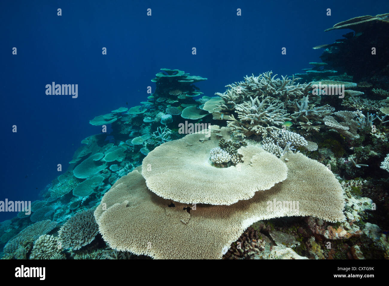 Table Corals growing at Reef, Acropora sp., Thaa Atoll, Maldives Stock Photo