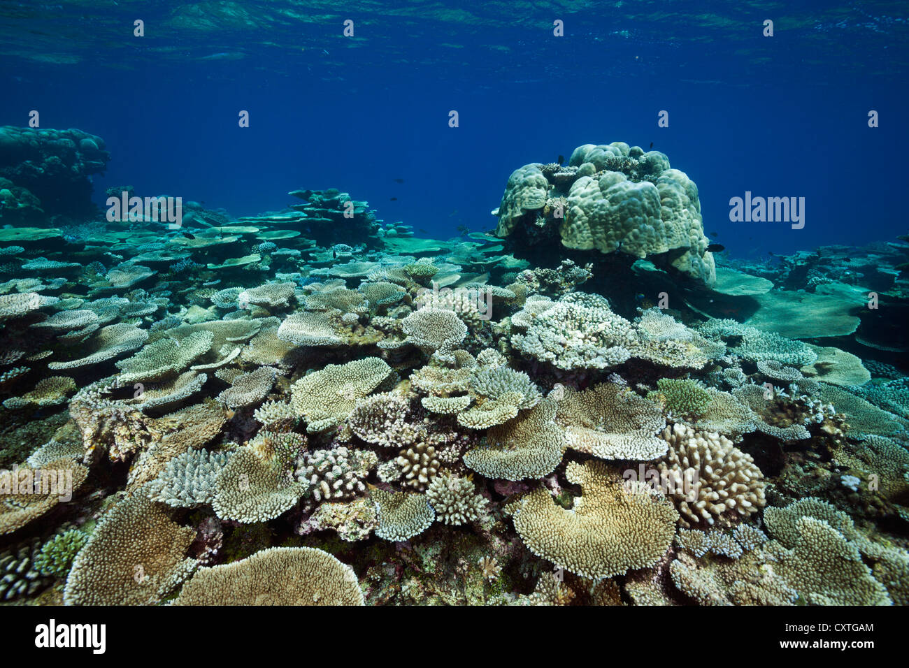 Table Corals growing at Reef, Acropora sp., Thaa Atoll, Maldives Stock Photo