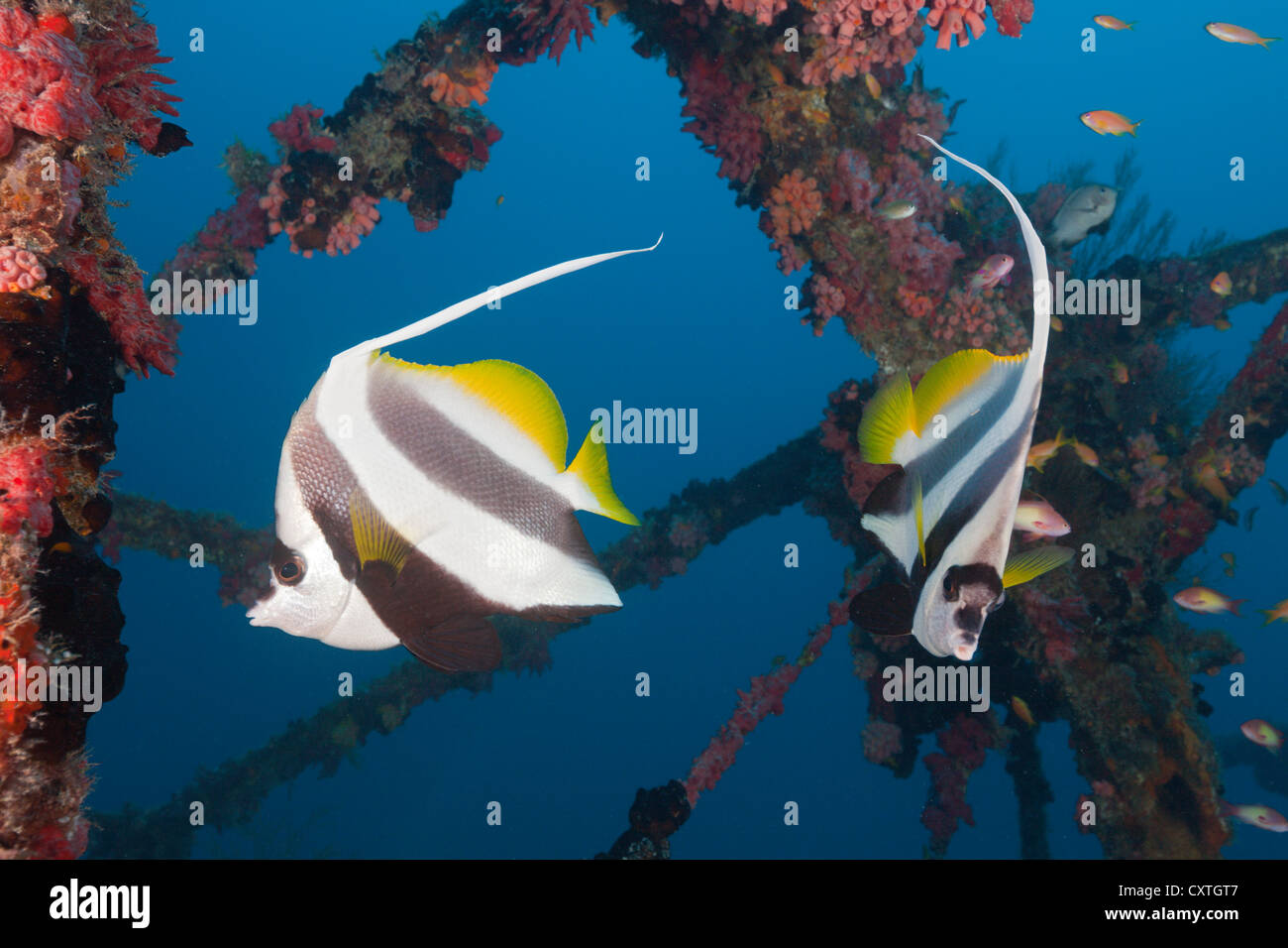 Pennant Bannerfish at Kuda Giri Wreck, Heniochus diphreutes, South Male