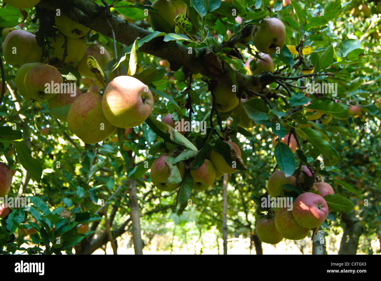 Apples in a farm on the way to Pahalgam, Kashmir Stock Photo