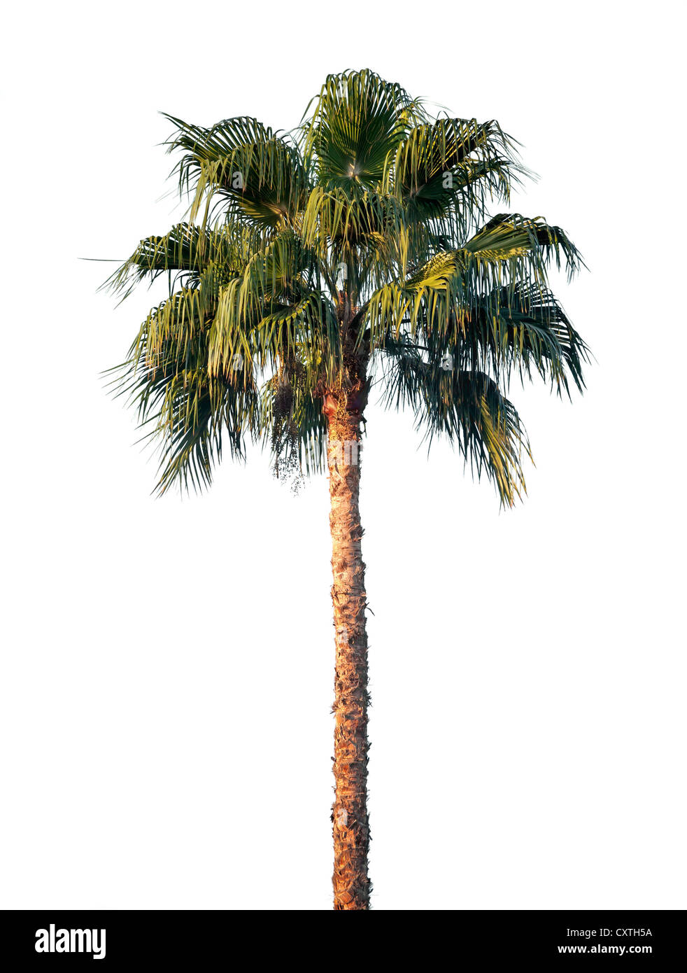 palm tree white background