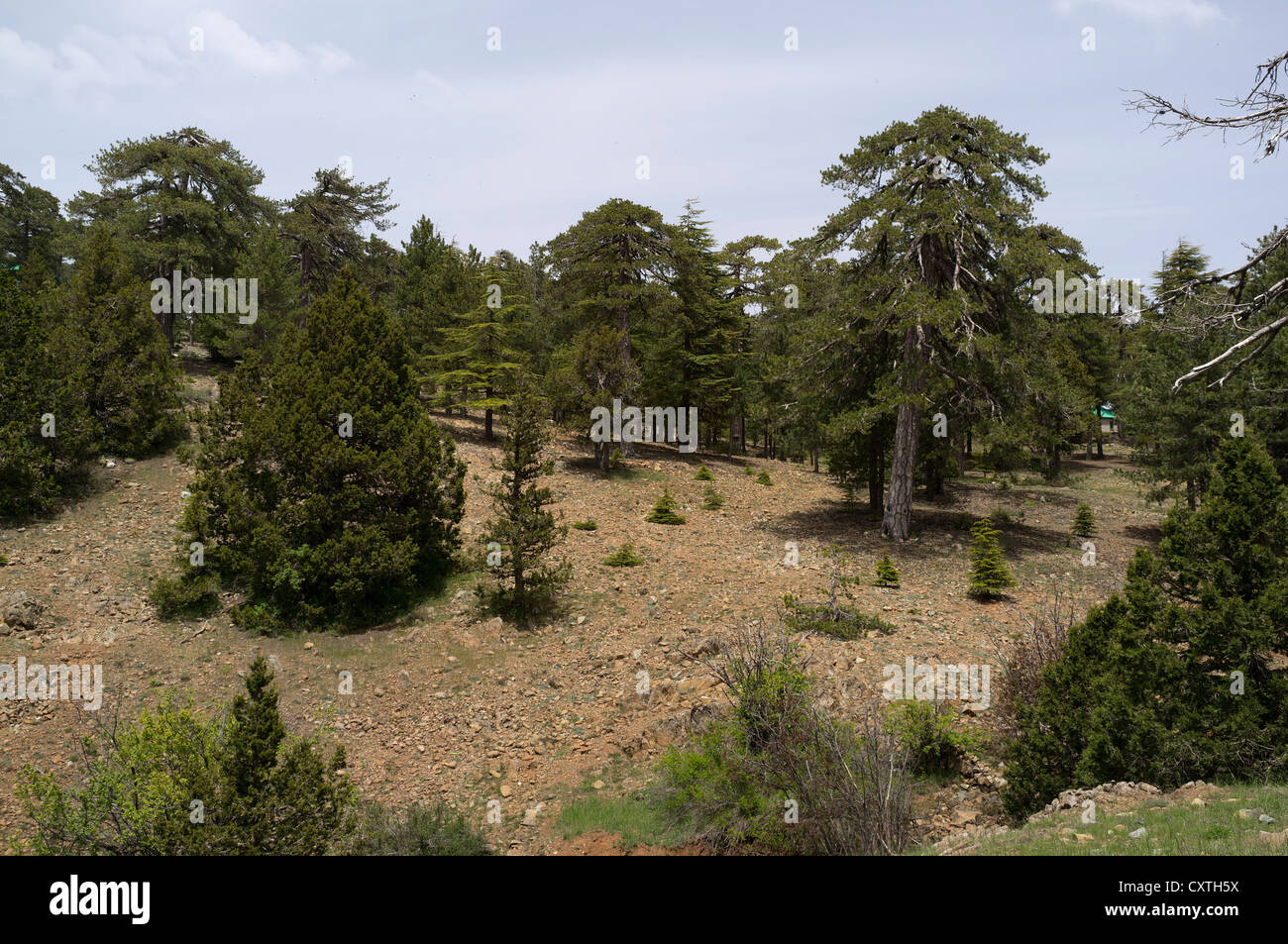 dh  TROODOS CYPRUS Cypriot mountains forest trees pinus nigra Black pine trees Stock Photo