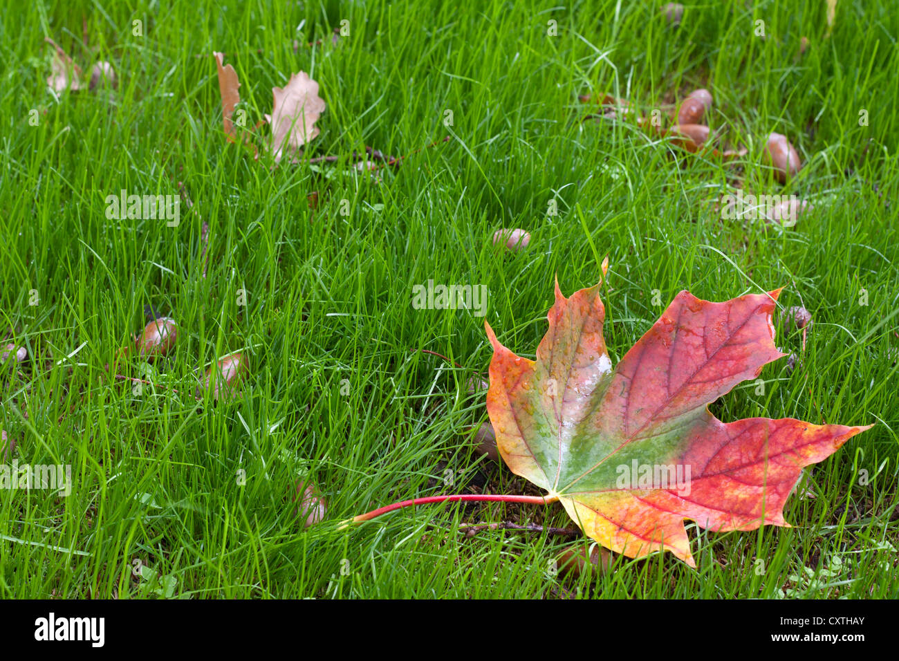 Autumn leaf on the ground in