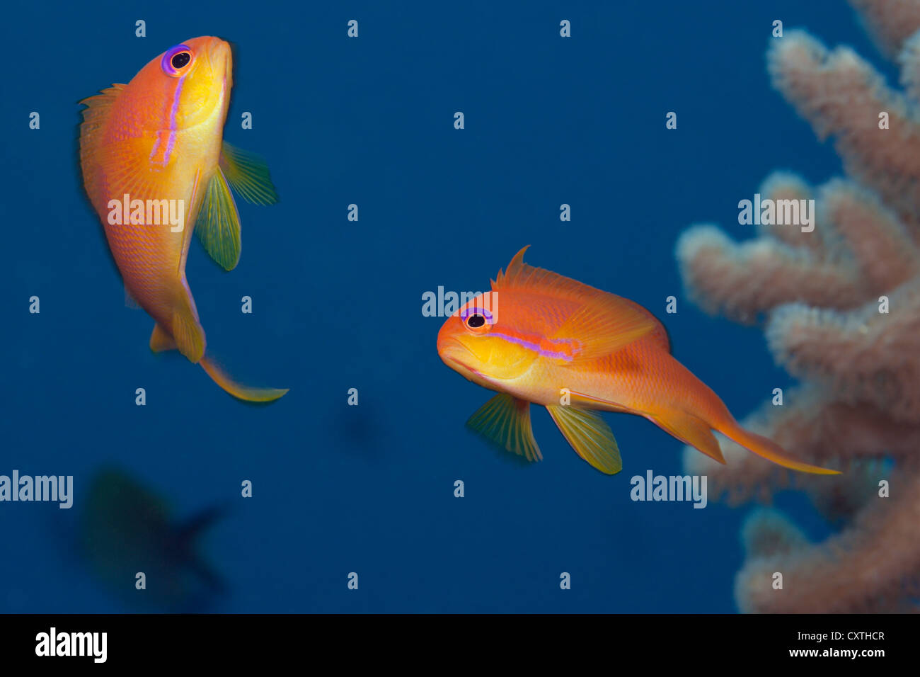 Lyretail Anthias, Pseudanthias squamipinnis, Felidhu Atoll, Maldives Stock Photo