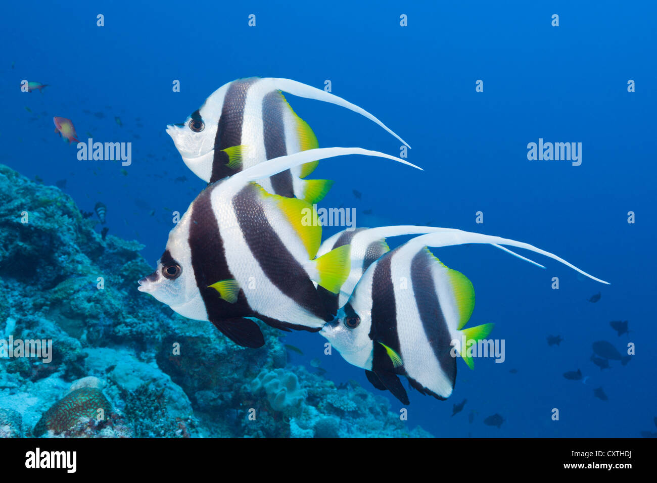 Pennant Bannerfish, Heniochus diphreutes, North Male Atoll, Maldives Stock Photo