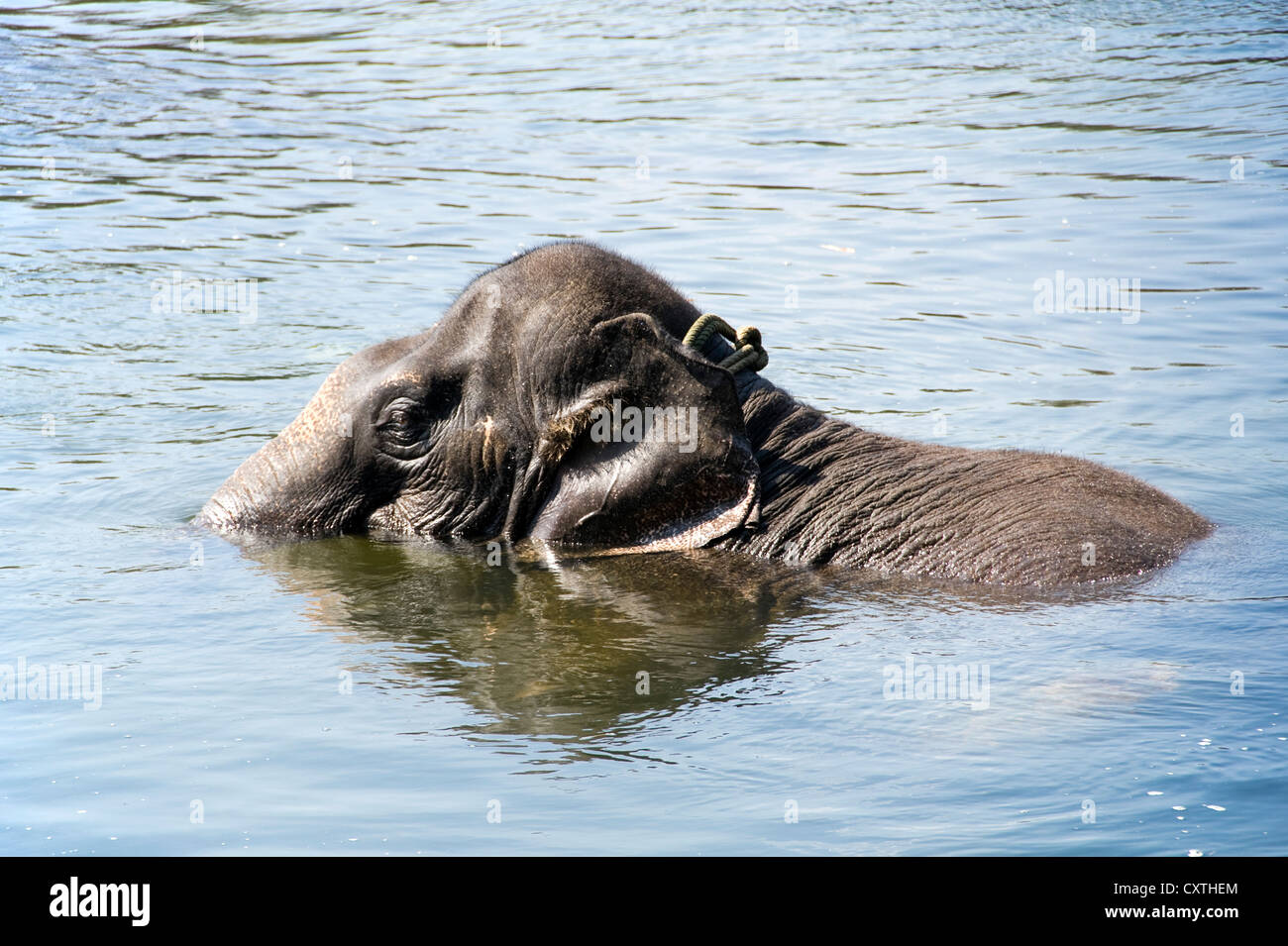 Horizontal view of a young Asian elephant playing in the Periyar river at a sanctuary in Kerala. Stock Photo