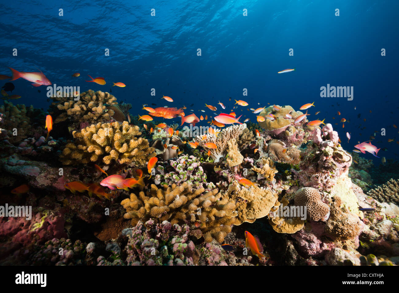 Lyretail Anthias over Coral Reef, Pseudanthias squamipinnis, Felidhu Atoll, Maldives Stock Photo