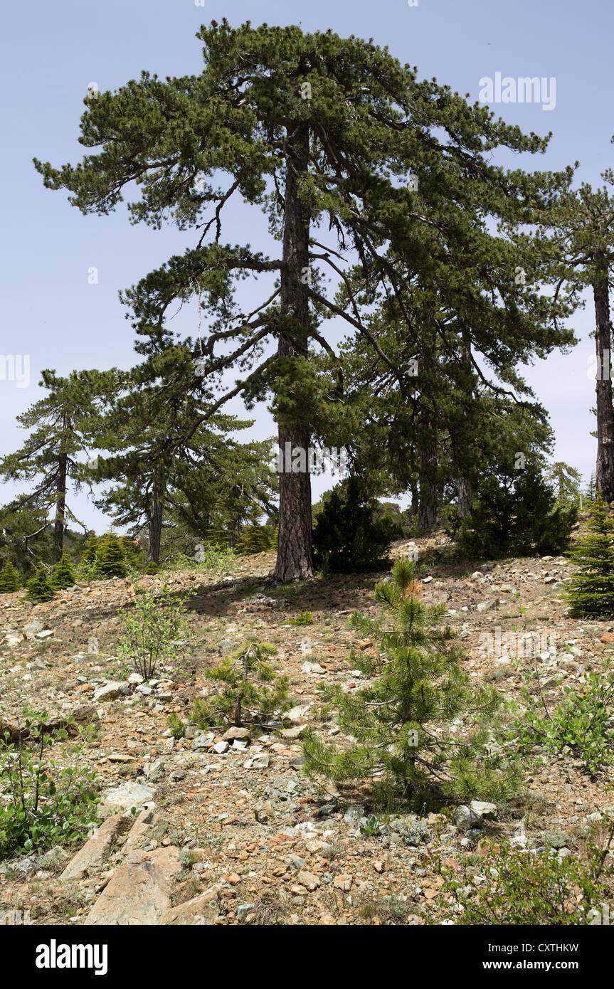 dh  TROODOS CYPRUS Pinus nigra Black pine tree Cypriot mountains forest trees Stock Photo