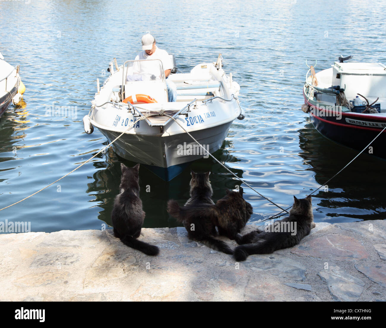 Group of cats await arrival of a fishing boat in the salt lake at Agios Nikolaos Crete Greece Stock Photo